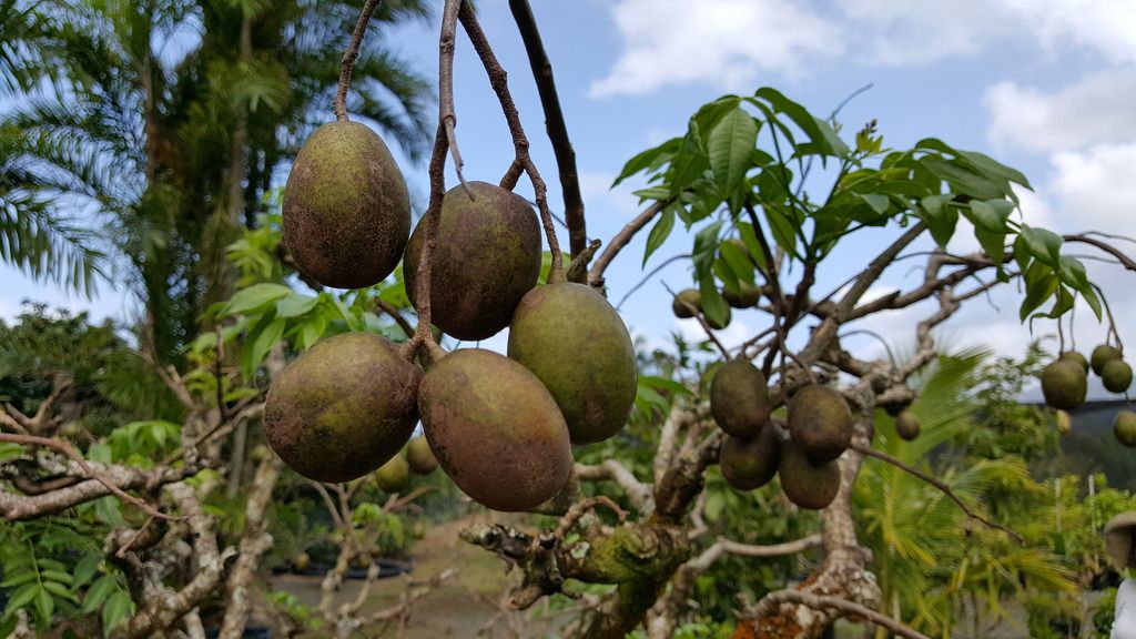 Seattle Garden & Fruit Adventures Frankie's Nursery in Oahu Tropical